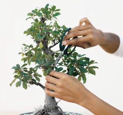 _images/pruning_bonsai.jpg
